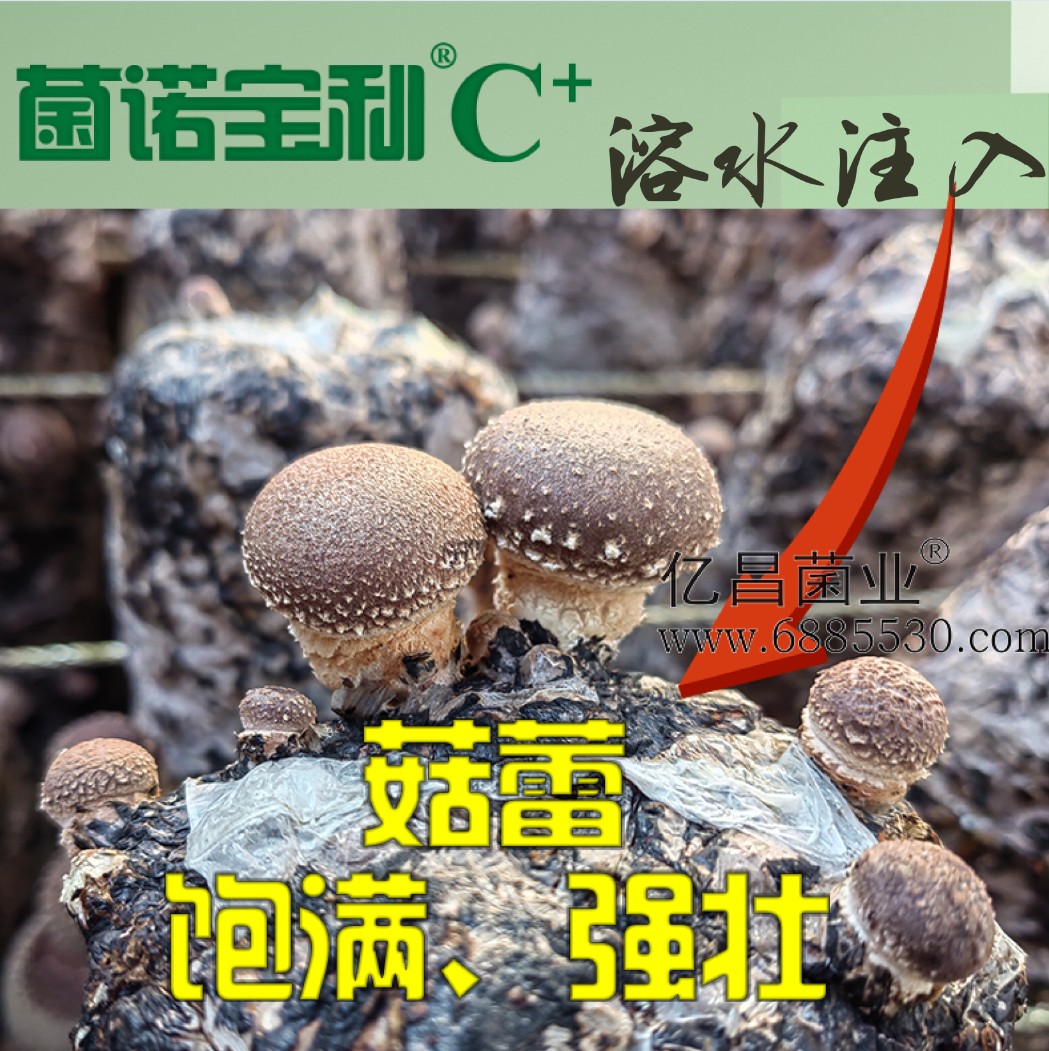 杏耀官网平台菌诺宝利C+：注水C+（网页版）PC-5（菇蕾饱满强壮）.jpg